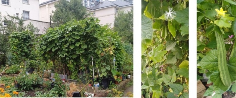 Adelaide Community Garden Club